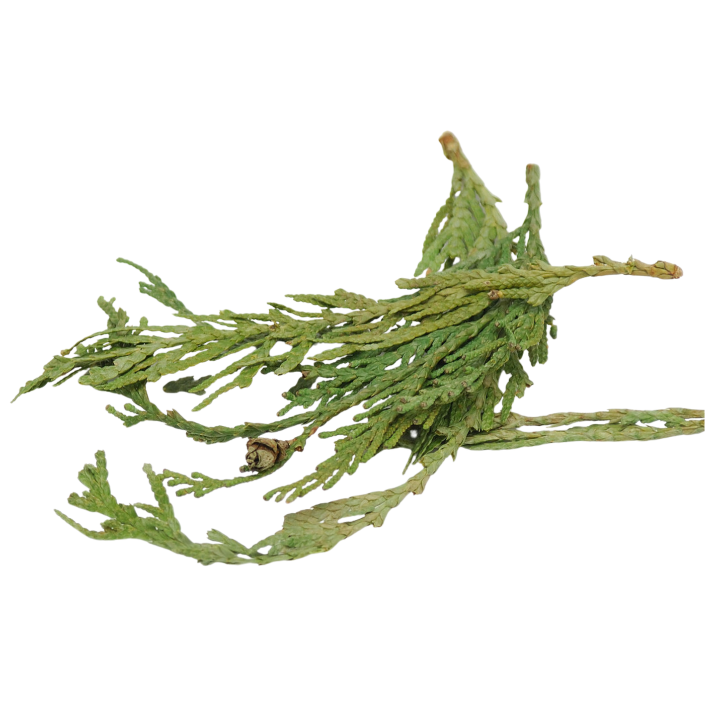 Cedar Tips Western Red Wildcrafted)