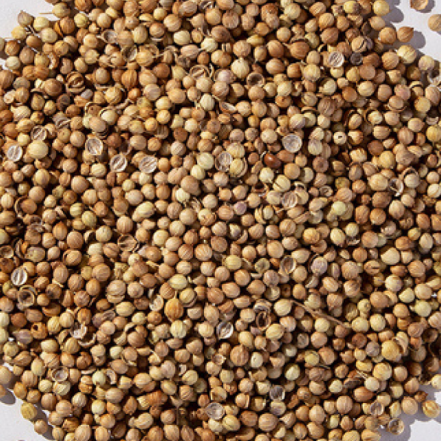 Coriander Seed