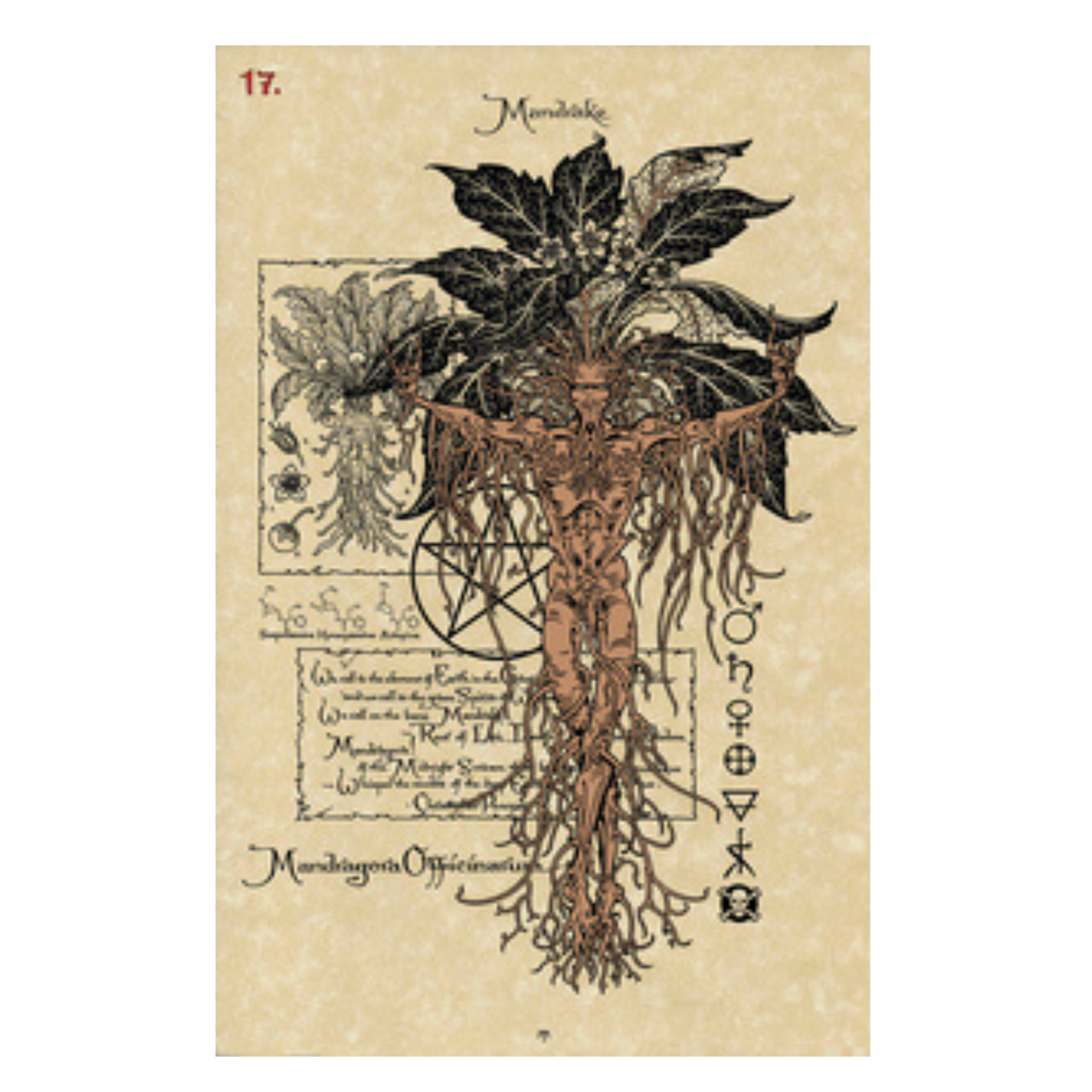 The Magickal Botanical Oracle